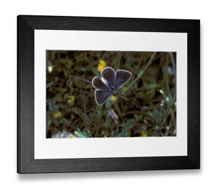 Framed Print : Alcon Blue (Maculinea alcon) Female / upper wing Framed Print : Alcon Blue (Maculinea alcon) Female / upper wing