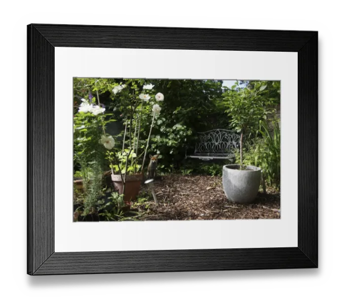 Framed Print : European Red Fox (Vulpes vulpes) adult, sitting near bench in urban garden habitat, London, England, may Framed Print : European Red Fox (Vulpes vulpes) adult, sitting near bench in urban garden habitat, London, England, may