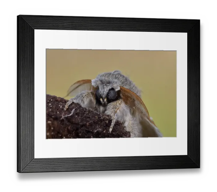 Framed Print : Lobster Moth (Stauropus fagi) adult male, close-up of head, Oxfordshire, England Framed Print : Lobster Moth (Stauropus fagi) adult male, close-up of head, Oxfordshire, England