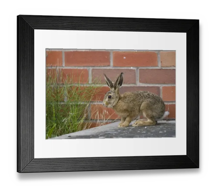 Framed Print : European Hare (Lepus europaeus) leveret, standing on step of farm building, waiting for mother on farmland