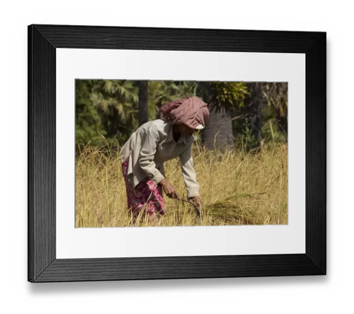 Framed Print : Rice (Oryza sativa) crop, woman farmer cutting rice with scythe, Angkor, Siem Riep, Cambodia