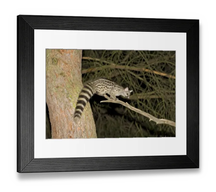 Framed Print : Small-spotted Genet (Genetta genetta) adult, standing on branch at night, Spain