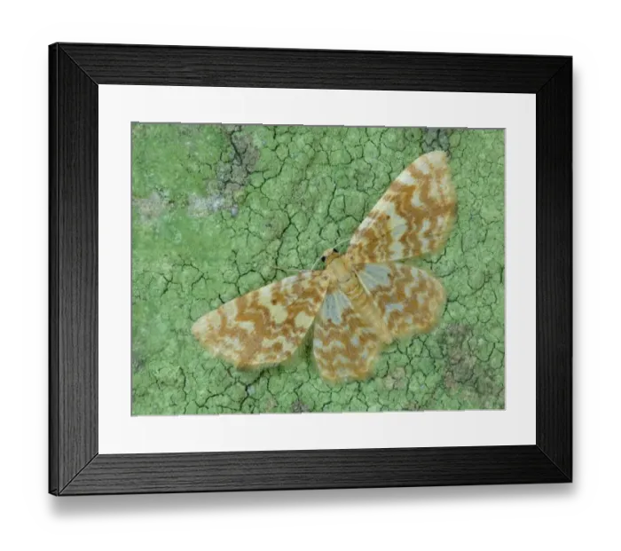 Framed Print : Small Yellow Wave (Hydrelia flammeolaria) adult, resting on lichen covered stone, Leicestershire, England, may Framed Print : Small Yellow Wave (Hydrelia flammeolaria) adult, resting on lichen covered stone, Leicestershire, England, may