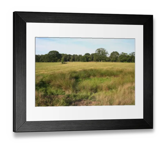 Framed Print : View of rushes growing at edge of dry pond in rough pasture and acid grassland habitat, Little Ouse Headwaters Project Framed Print : View of rushes growing at edge of dry pond in rough pasture and acid grassland habitat, Little Ouse Headwaters Project