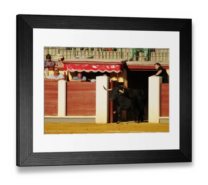 Framed Print : Bullfighting, bull entering bullring. Spain, september Framed Print : Bullfighting, bull entering bullring. Spain, september