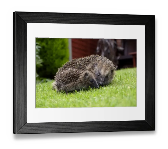 Framed Print : European Hedgehog (Erinaceus europaeus) adult with young, standing on garden lawn, Yorkshire, England, august Framed Print : European Hedgehog (Erinaceus europaeus) adult with young, standing on garden lawn, Yorkshire, England, august