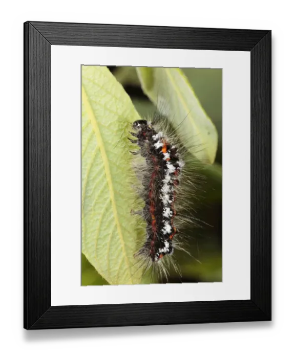 Framed Print : Yellow-tail Moth (Euproctis similis) fully-grown larva, feeding on Sallow (Salix sp. ) leaf, Powys, Wales, june Framed Print : Yellow-tail Moth (Euproctis similis) fully-grown larva, feeding on Sallow (Salix sp. ) leaf, Powys, Wales, june