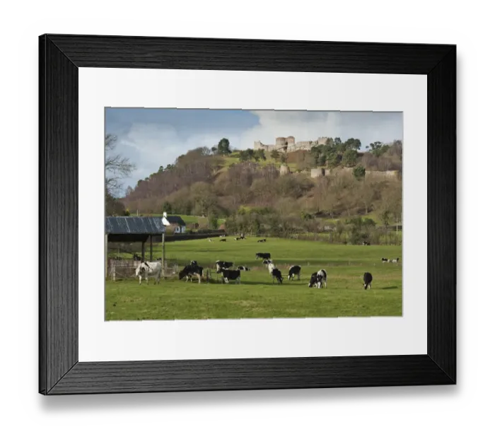 Framed Print : View over pasture with dairy heifers towards castle on sandstone crag, Beeston Castle, Beeston, Cheshire, England