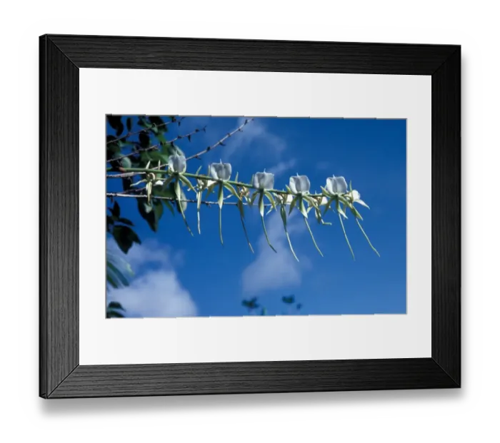 Framed Print : Tropicbird Orchid - Angraecum brontniartianum - Seychelles Framed Print : Tropicbird Orchid - Angraecum brontniartianum - Seychelles