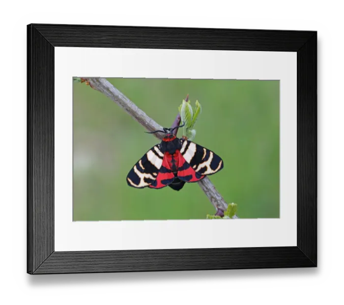 Framed Print : Hebe Tiger Moth (Arctia festiva) adult, resting on twig, Dobrogea, Romania, may Framed Print : Hebe Tiger Moth (Arctia festiva) adult, resting on twig, Dobrogea, Romania, may