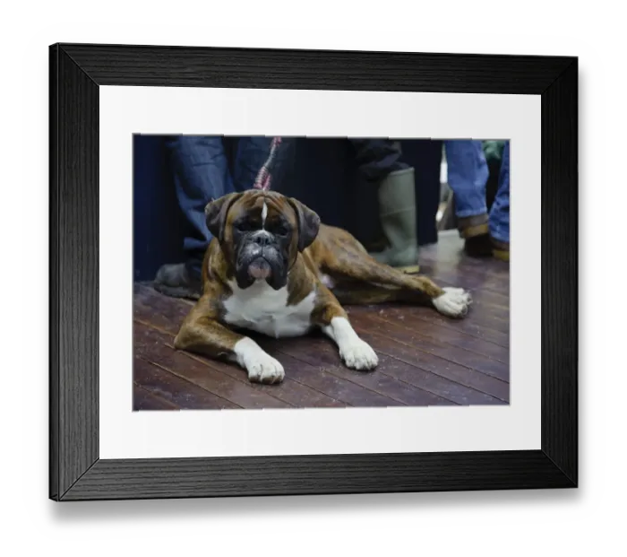 Framed Print : Domestic Dog, Boxer, adult, laying on wooden floor at livestock market, Carlisle Cattle Market, Cumbria, England Framed Print : Domestic Dog, Boxer, adult, laying on wooden floor at livestock market, Carlisle Cattle Market, Cumbria, England