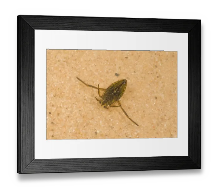 Framed Print : Spotted Water Boatman (Notonecta maculata) adult, in shallow water, Norfolk, England, july