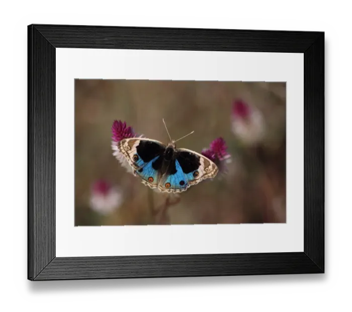 Framed Print : Blue Pansy (Junonia orithya) adult, feeding on flowers, Tala, Madhya Pradesh, India, november Framed Print : Blue Pansy (Junonia orithya) adult, feeding on flowers, Tala, Madhya Pradesh, India, november
