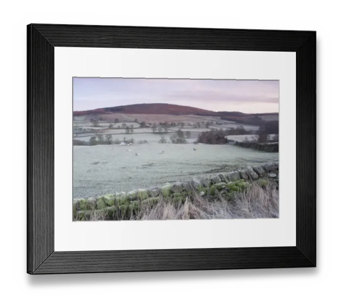 Framed Print : View of drystone wall, sheep grazing in frosty pasture and hillside above river in valley at dawn, Barden, Wharfedale