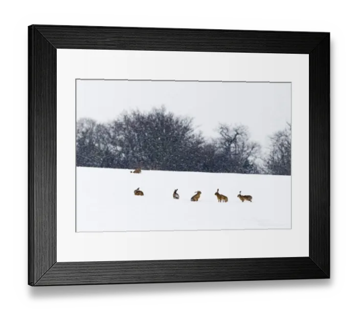 Framed Print : European Hare (Lepus europaeus) six adults, in snow covered field during snowfall, Yare Valley, Norfolk, England Framed Print : European Hare (Lepus europaeus) six adults, in snow covered field during snowfall, Yare Valley, Norfolk, England