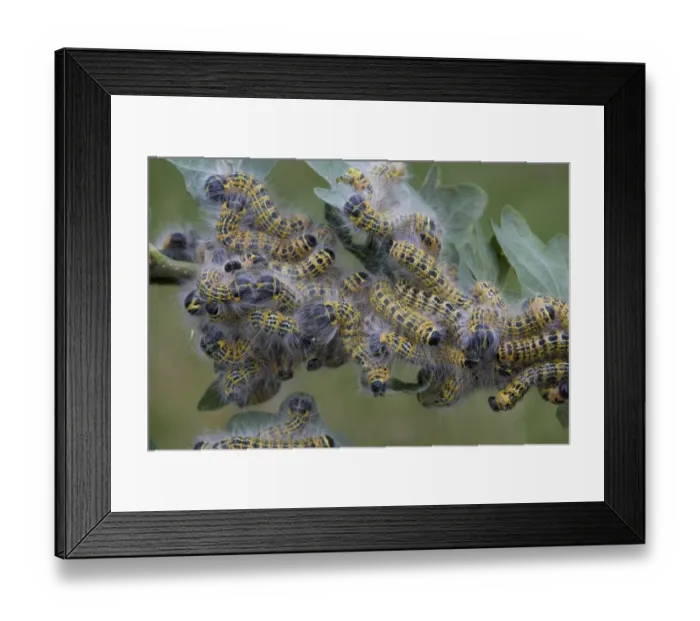 Framed Print : Buff-tip (Phalera bucephala) caterpillars, group feeding on oak leaves, Bentley, Suffolk, England, july Framed Print : Buff-tip (Phalera bucephala) caterpillars, group feeding on oak leaves, Bentley, Suffolk, England, july