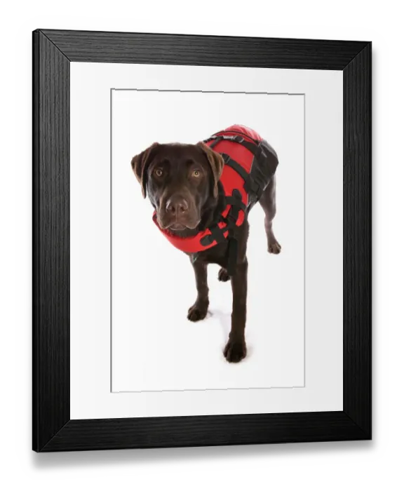 Framed Print : Domestic Dog, Chocolate Labrador Retriever, puppy, standing, wearing lifejacket Framed Print : Domestic Dog, Chocolate Labrador Retriever, puppy, standing, wearing lifejacket