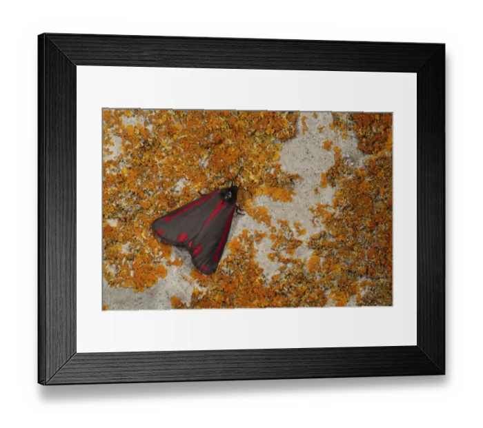Framed Print : Cinnabar Moth (Tyria jacobaeae) adult, resting on lichen covered wall, Powys, Wales, april Framed Print : Cinnabar Moth (Tyria jacobaeae) adult, resting on lichen covered wall, Powys, Wales, april