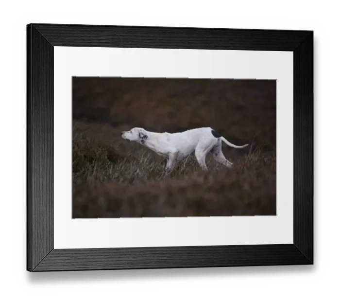 Framed Print : Domestic Dog, English Pointer, adult, pointing towards grouse on grouse moor, West Yorkshire, England, november