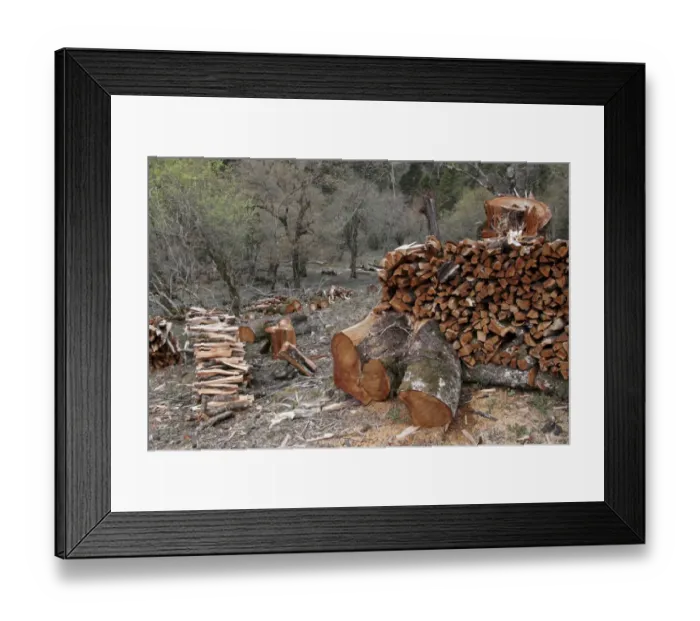 Framed Print : Piles of unsustainably cut firewood in montane forest, Meilixueshan, Yunnan, China, may Framed Print : Piles of unsustainably cut firewood in montane forest, Meilixueshan, Yunnan, China, may