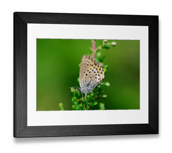 Framed Print : Idas Blue (Plebejus idas) adult male, underside, Malingsbo-Kloten Nature Reserve, Bergslagen, Central Sweden, august Framed Print : Idas Blue (Plebejus idas) adult male, underside, Malingsbo-Kloten Nature Reserve, Bergslagen, Central Sweden, august