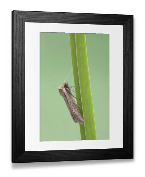 Framed Print : Brown-veined Wainscot (Archanara dissoluta) adult, resting on leaf, Essex, England, july