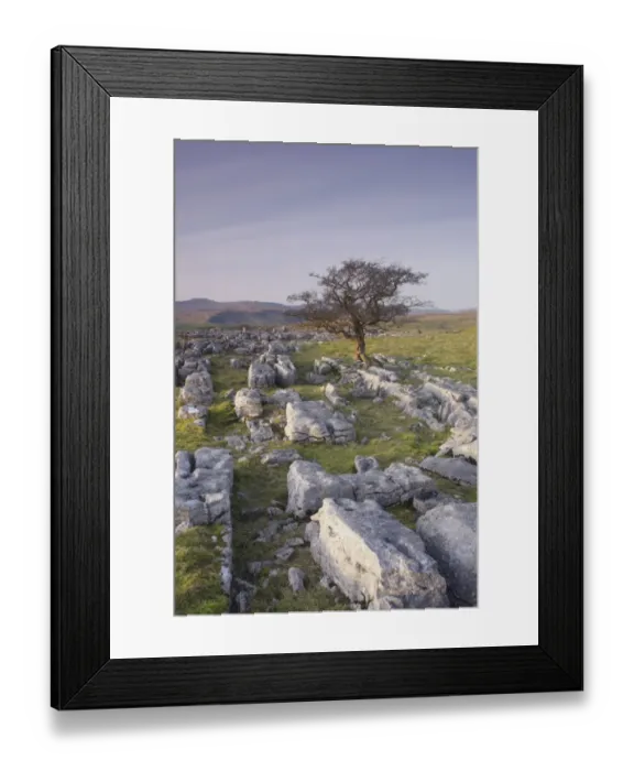 Framed Print : Limestone rocks and withered Common Hawthorn (Crataegus monogyna) tree at dusk Framed Print : Limestone rocks and withered Common Hawthorn (Crataegus monogyna) tree at dusk