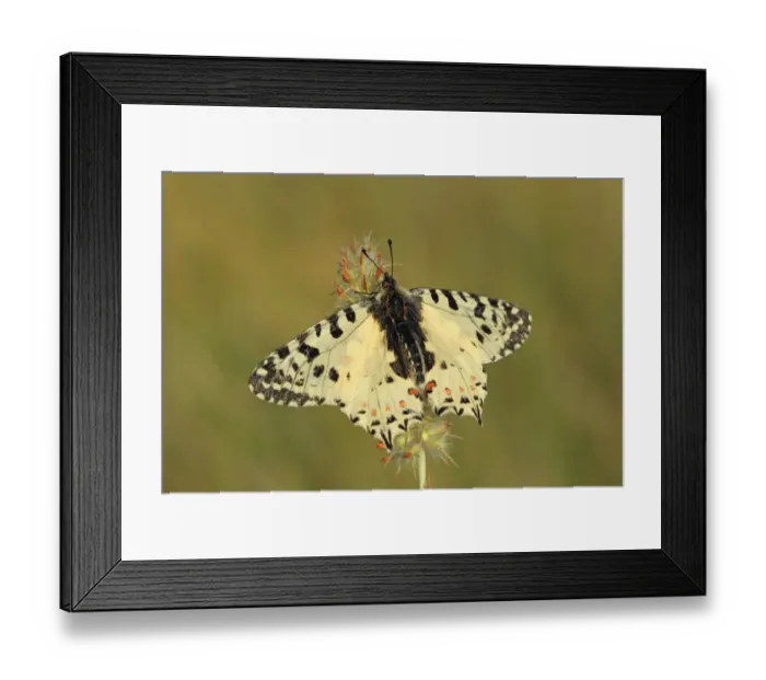 Framed Print : Eastern Festoon (Zerynthia cerisy) adult, resting on flowerhead, Lesvos, Greece, may Framed Print : Eastern Festoon (Zerynthia cerisy) adult, resting on flowerhead, Lesvos, Greece, may