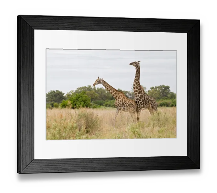 Framed Print : Masai Giraffe (Giraffa camelopardalis tippelskirchi) adult pair, prior to mating, Okavango Delta, Botswana Framed Print : Masai Giraffe (Giraffa camelopardalis tippelskirchi) adult pair, prior to mating, Okavango Delta, Botswana