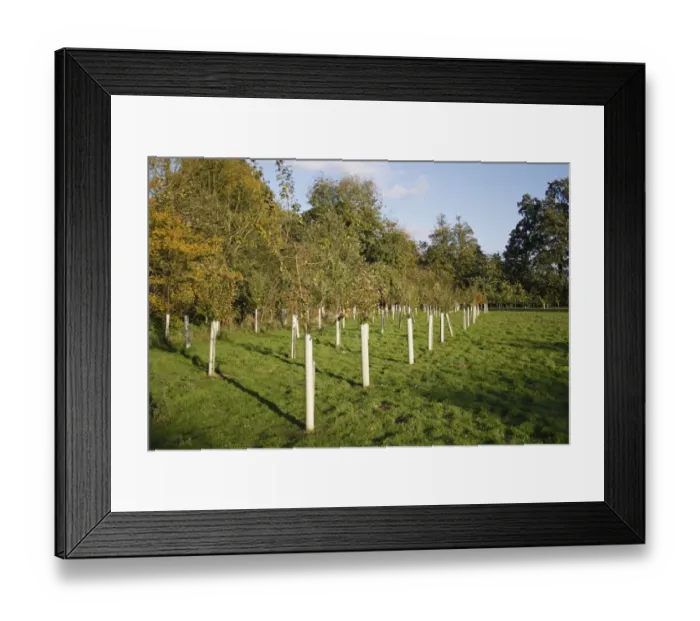 Framed Print : New Millenium woodland, saplings protected with plastic sleeves, planted on former meadowland, Vicarage Plantation Framed Print : New Millenium woodland, saplings protected with plastic sleeves, planted on former meadowland, Vicarage Plantation