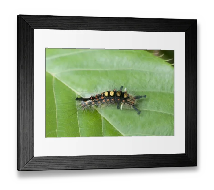 Framed Print : Common Vapourer (Orygia antiqua) caterpillar, resting on leaf, England, may Framed Print : Common Vapourer (Orygia antiqua) caterpillar, resting on leaf, England, may