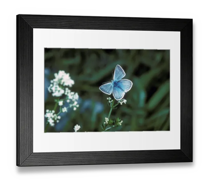 Framed Print : Blue Damon Butterfly (Agrodiaetus damon) Male / Alpes de Haute Provence Framed Print : Blue Damon Butterfly (Agrodiaetus damon) Male / Alpes de Haute Provence