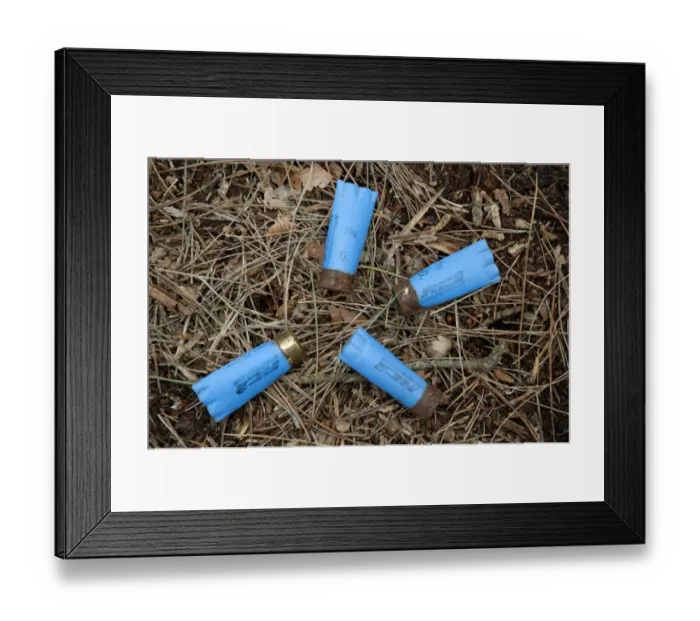 Framed Print : Spent shotgun cartridges in woodland, Norfolk, England, june Framed Print : Spent shotgun cartridges in woodland, Norfolk, England, june