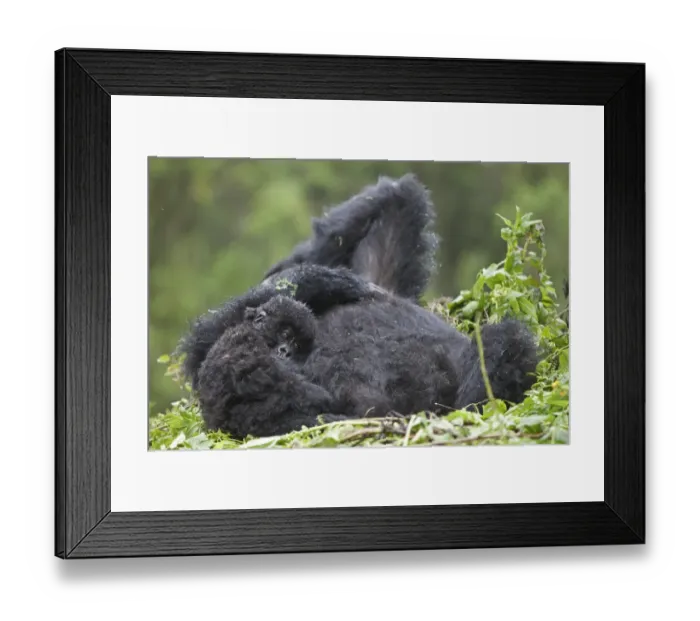 Framed Print : Mountain Gorilla (Gorilla beringei beringei) adult female with young, resting on nest, Volcanoes N. P Framed Print : Mountain Gorilla (Gorilla beringei beringei) adult female with young, resting on nest, Volcanoes N. P