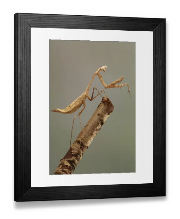 Framed Print : Giant Asian Mantis (Hierodula unimaculata) adult, standing on branch (captive) Framed Print : Giant Asian Mantis (Hierodula unimaculata) adult, standing on branch (captive)