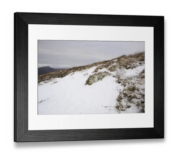 Framed Print : Mountain Hare (Lepus timidus) adult, white winter coat, resting on snow in upland habitat, Strathspey, Cairngorm N. P Framed Print : Mountain Hare (Lepus timidus) adult, white winter coat, resting on snow in upland habitat, Strathspey, Cairngorm N. P