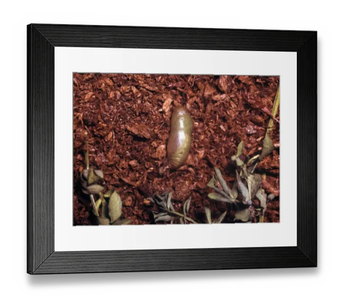 Framed Print : Common Blue (Polyommatus icarus) Pupa Framed Print : Common Blue (Polyommatus icarus) Pupa