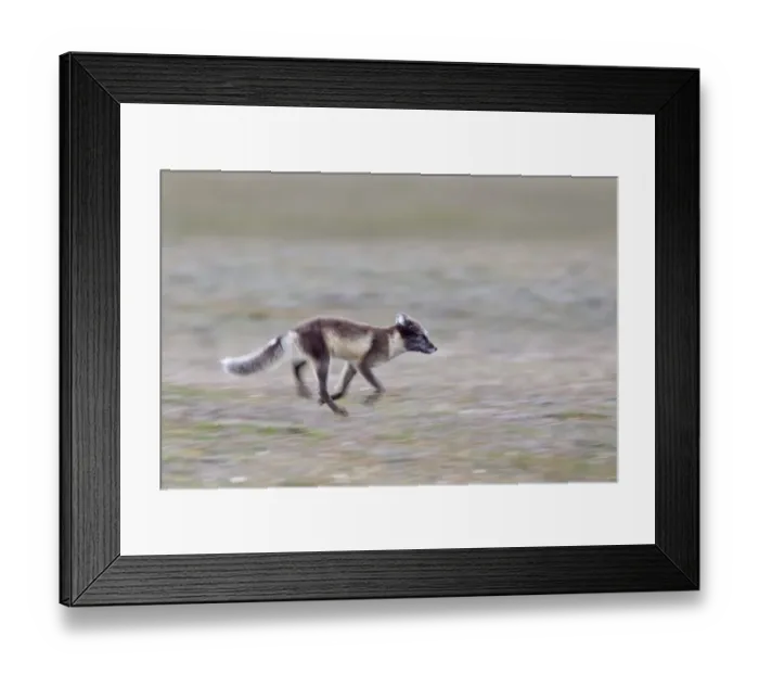 Framed Print : Arctic Fox (Alopex lagopus) adult, summer coat, running, Spitzbergen, Svalbard, july Framed Print : Arctic Fox (Alopex lagopus) adult, summer coat, running, Spitzbergen, Svalbard, july