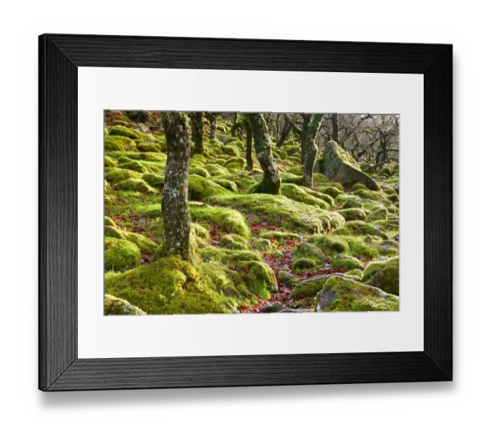 Framed Print : Ancient Oak (Quercus sp. ) trees growing amongst moss covered boulders in moorland copse habitat, Black-a-Tor Framed Print : Ancient Oak (Quercus sp. ) trees growing amongst moss covered boulders in moorland copse habitat, Black-a-Tor