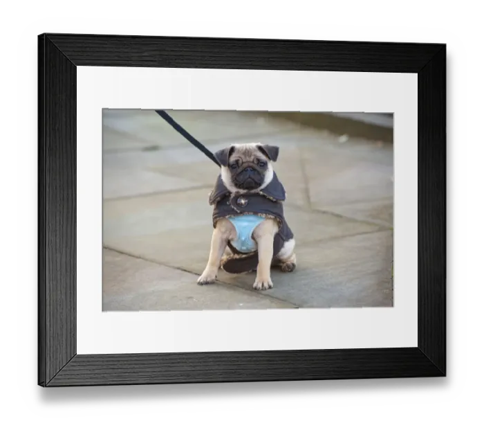 Framed Print : Domestic Dog, Pug, eight-months old female, on lead and wearing vest and jacket, sitting on pavement, Lytham St Framed Print : Domestic Dog, Pug, eight-months old female, on lead and wearing vest and jacket, sitting on pavement, Lytham St