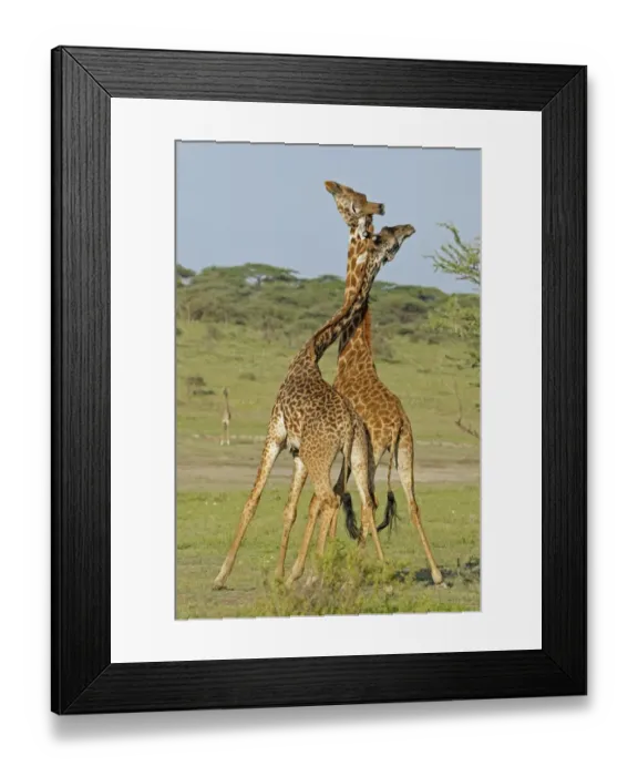 Framed Print : Masai Giraffe (Giraffa camelopardalis tippelskirchi) two adult males, fighting, necking or neck-sparring