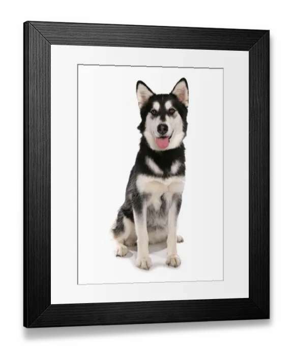 Framed Print : Domestic Dog, Siberian Husky x German Shepherd, puppy, sitting