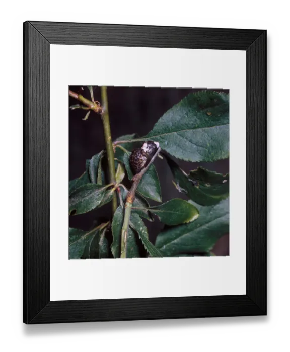 Framed Print : Butterfly - Hairstreak Black (Strymonidia pruni) Pupa on branch among leaves