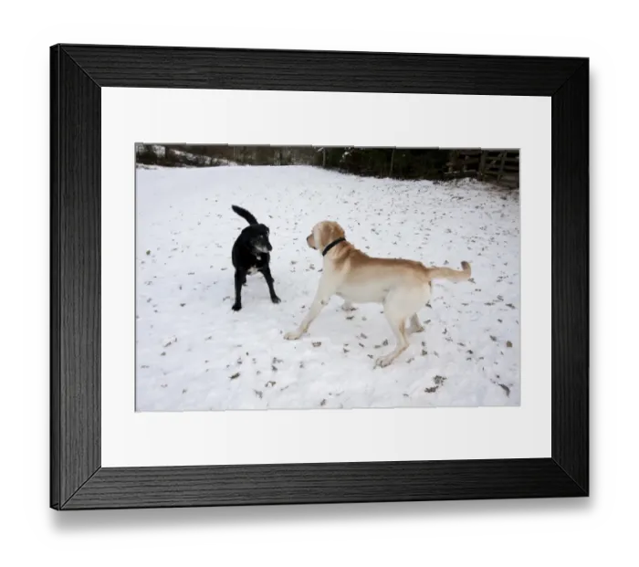 Framed Print : Domestic Dog, labrador cross mongrel, elderly adult, meeting and socialising with younger dog in snow, England Framed Print : Domestic Dog, labrador cross mongrel, elderly adult, meeting and socialising with younger dog in snow, England