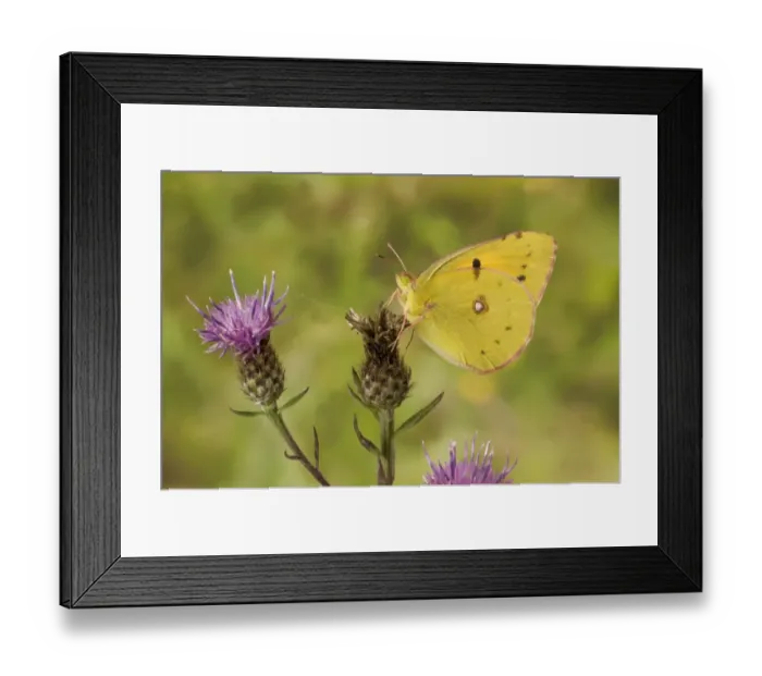 Framed Print : Clouded Yellow (Colias croceus) adult, underside, resting on flowerhead, Sussex, England Framed Print : Clouded Yellow (Colias croceus) adult, underside, resting on flowerhead, Sussex, England
