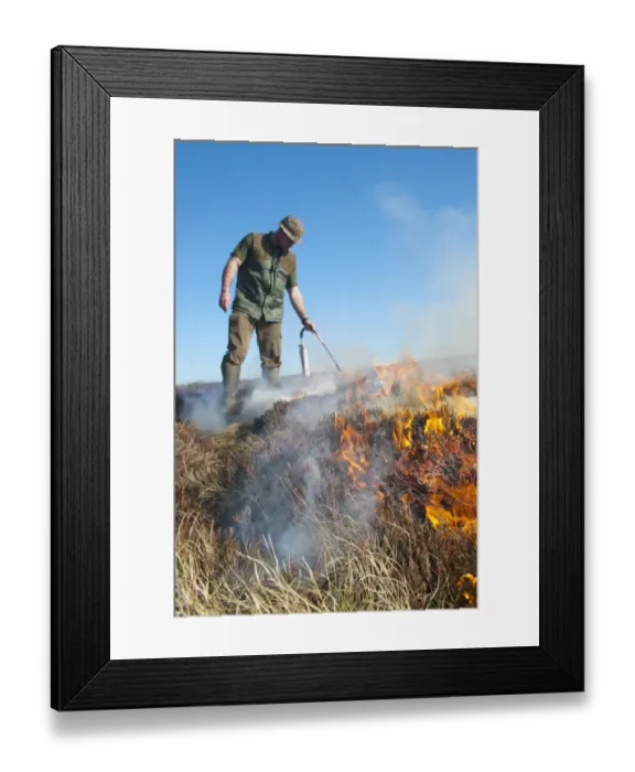 Framed Print : Gamekeeper on shooting estate burning heather moorland, to provide good habitat for grouse, England, april