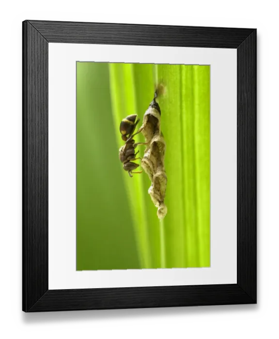 Framed Print : Small Brown Paper Wasp (Ropalidia revolutionalis) adult, building larval cells on leaf, Trivandrum, Kerala, India Framed Print : Small Brown Paper Wasp (Ropalidia revolutionalis) adult, building larval cells on leaf, Trivandrum, Kerala, India