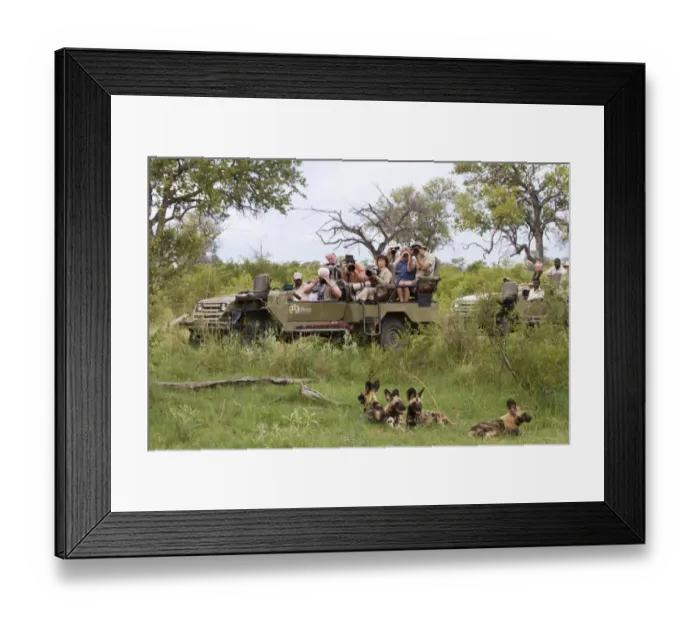 Framed Print : African Wild Dog (Lycaon pictus) adults, pack being watched and watched by tourists in vehicle, Okavango Delta Framed Print : African Wild Dog (Lycaon pictus) adults, pack being watched and watched by tourists in vehicle, Okavango Delta