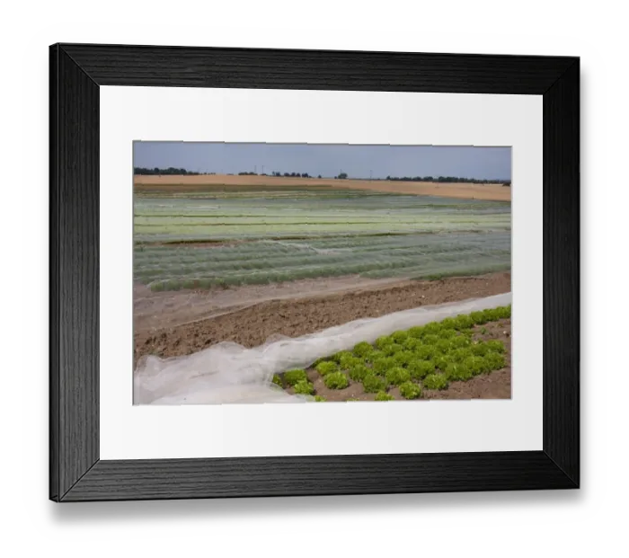 Framed Print : Lettuce (Lactuca sativa) young crop, proteced under netting in field, near Northbourne, Kent, England, july Framed Print : Lettuce (Lactuca sativa) young crop, proteced under netting in field, near Northbourne, Kent, England, july