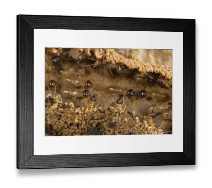Framed Print : Long-nose Termite (Nasutitermes sp. ) adults, soldiers guarding workers in column changing home Framed Print : Long-nose Termite (Nasutitermes sp. ) adults, soldiers guarding workers in column changing home